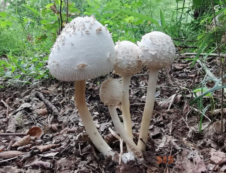 周家鴻手機拍圖——野蘑菇和雨中紫薇花