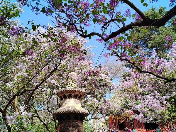 又到賞花季——法源寺