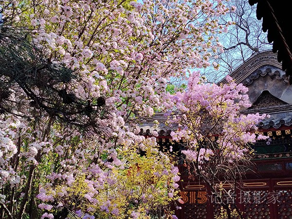 又到賞花季——法源寺