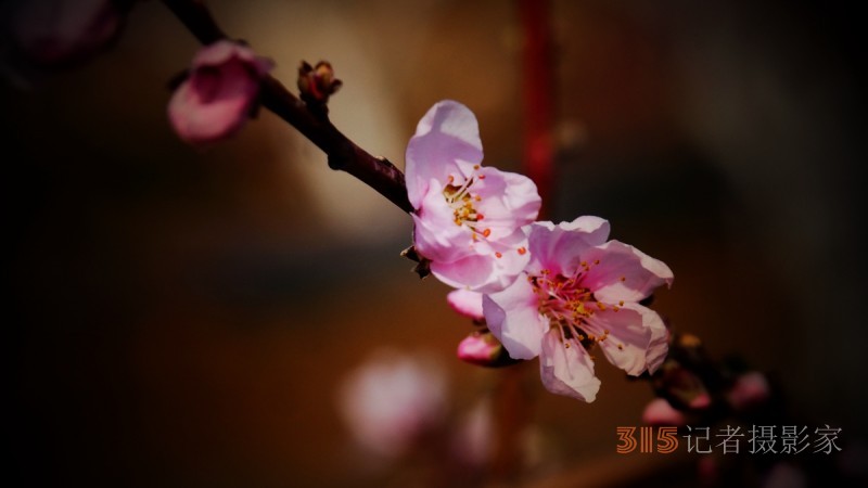 笑琰攝影李月詩(shī)詞:今日方知春釀好 桃花十里美人眠