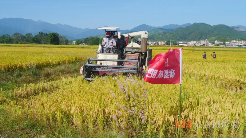 碳氫賦農(nóng)顯成效 核肥助力廣東清遠絲苗米豐收