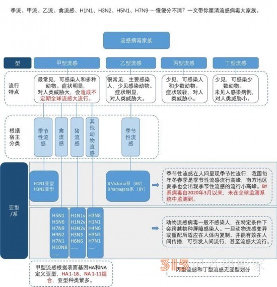 甲流、乙流、禽流感……都是流感，有什么不同？