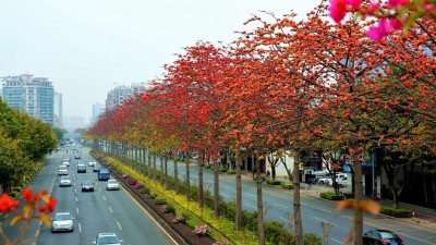 花開(kāi)四時(shí) 城城有景